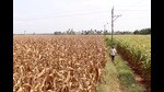 FILE PHOTO: A farmer walks in a corn field in Krishna district in the southern state of Andhra Pradesh, India, April 1, 2024. REUTERS/Almaas Masood/File Photo (REUTERS)