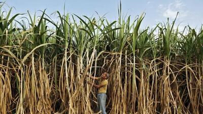 Industry experts anticipate that the diminished production will lead to an increase in sugar prices. (HT PHOTO) Industry experts anticipate that the diminished production will lead to an increase in sugar prices. (HT PHOTO)
