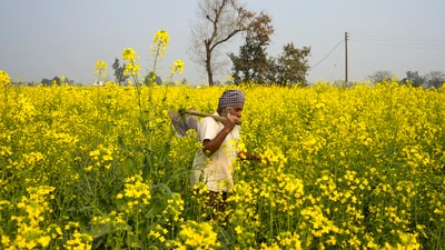 PM Kisan: A farmer in a mustard field on the eve of Union Budget 2025 on the outskirts of Amritsar, Friday, Jan. 31, 2025. (Shiva Sharma/PTI) PM Kisan: A farmer in a mustard field on the eve of Union Budget 2025 on the outskirts of Amritsar, Friday, Jan. 31, 2025. (Shiva Sharma/PTI)