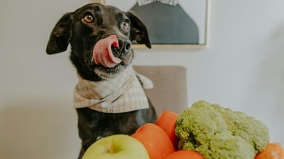 "A balanced diet enriched with superfoods can work wonders in boosting their immunity, enhancing their coat health, and supporting gut function," said J.S. Ramakrishna. (Pexels) "A balanced diet enriched with superfoods can work wonders in boosting their immunity, enhancing their coat health, and supporting gut function," said J.S. Ramakrishna. (Pexels)