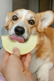 Here's what you should give to your pets every day for better health. (Pexels) Here's what you should give to your pets every day for better health. (Pexels)