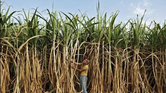 Industry experts anticipate that the diminished production will lead to an increase in sugar prices. (HT PHOTO)