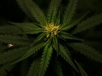 Cannabinoid hyperemesis syndrome occurs in people who are long-term regular consumers of cannabis.