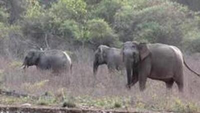Police said the devotees attempted to scare the elephants by shouting. (HT PHOTO/Representative)