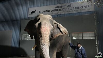 The case was registered against the organiser under the Wildlife Protection Act 1972. (REPRESENTATIVE PIC)