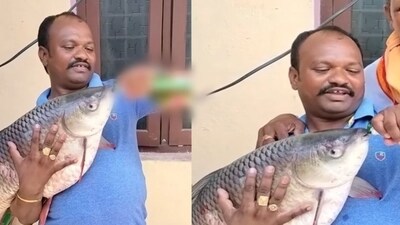 The fish in the video appears to be rohu, a species of the carp family, found in rivers in South Asia. (Instagram/@indianrareclips) The fish in the video appears to be rohu, a species of the carp family, found in rivers in South Asia. (Instagram/@indianrareclips)