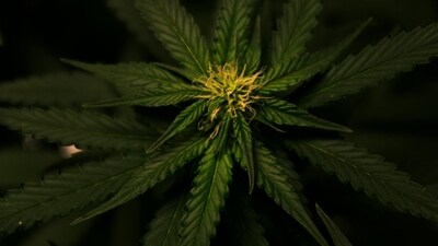 Cannabinoid hyperemesis syndrome occurs in people who are long-term regular consumers of cannabis. (Pexels) Cannabinoid hyperemesis syndrome occurs in people who are long-term regular consumers of cannabis. (Pexels)