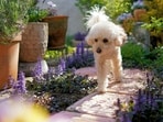 To ensure a harmonious garden with dogs, choose durable grass, fill gaps with plants, and avoid toxic species. To ensure a harmonious garden with dogs, choose durable grass, fill gaps with plants, and avoid toxic species.