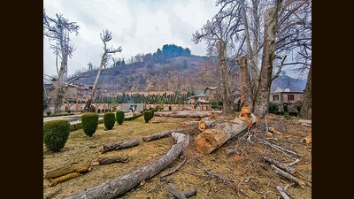 Centuries-old Chinar trees after being felled at Rani Bagh, in Anantnag. (PTI PHOTO) Centuries-old Chinar trees after being felled at Rani Bagh, in Anantnag. (PTI PHOTO)