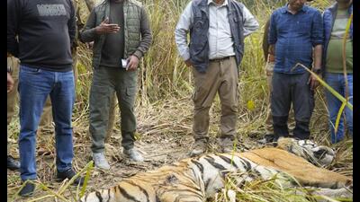 Deputy director, Dudhwa, Rengaraju T said the around 7-year-old tiger died on the spot. (Sourced) Deputy director, Dudhwa, Rengaraju T said the around 7-year-old tiger died on the spot. (Sourced)