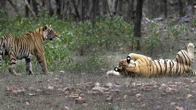 FILE - Tigers are visible at the Ranthambore National Park in Sawai Madhopur, in April 2015 (AP)