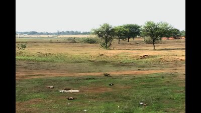 The grasslands are also wintering grounds for migrant bird species from Europe, Central Asia and Himalayas including several species of raptors. (X@JairamRamesh) The grasslands are also wintering grounds for migrant bird species from Europe, Central Asia and Himalayas including several species of raptors. (X@JairamRamesh)