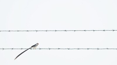 A male Pin-tailed Whydah on a barbed wire. (Benjamin Smail)