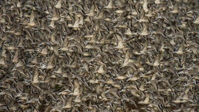 Red knots and other coastal waders captured in flight by a high incoming spring tide. (Clive Burns)