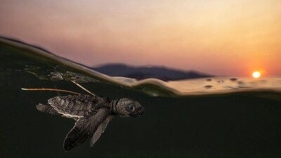 A young olive ridley sea turtle in the ocean. (Daniel Flormann)
