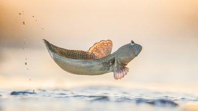 A blue-spotted mudskipper leaping in the air. (Georgina Steytler)