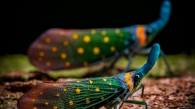 A macro image of two lanternflies with vividly rich colours on their skin. (Khaichuin Sim)