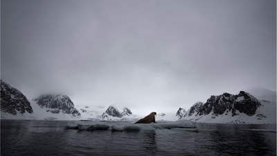 A walrus resting on a pack of ice. (Malini Chandrasekar)