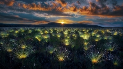 A field of Paepalanthus mirroring the sun's rays during dawn. (Marcio Esteves Cabral)