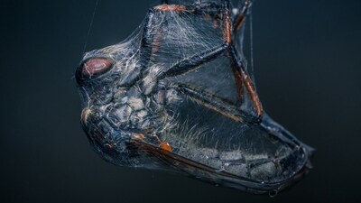 A spider catching a fly in its web. (Niki Colemont)