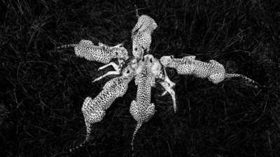 Five cheetahs feeding on a young hartebeest. (Paul Goldstein)