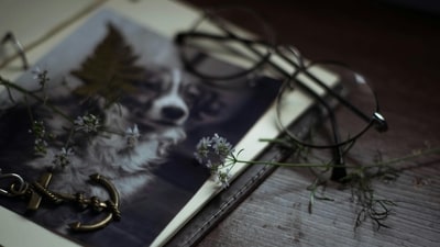 How can owners and their friends cope better with pet bereavement? Experts in pet loss offer these ideas. (Pexels) How can owners and their friends cope better with pet bereavement? Experts in pet loss offer these ideas. (Pexels)