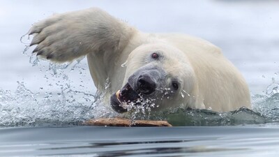 In Svalbard archipelago, a polar bear playing with a stick. (Tom Nickels)