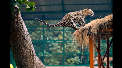 Officials suspected that the leopard was electrocuted after it climbed an electric pole while chasing a wild cat on Monday night. (Representational image) Officials suspected that the leopard was electrocuted after it climbed an electric pole while chasing a wild cat on Monday night. (Representational image)