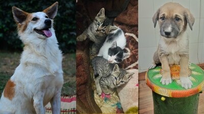 These lovable furballs in Delhi-NCR are looking for their forever family. Could you be the one to give them a loving home? These lovable furballs in Delhi-NCR are looking for their forever family. Could you be the one to give them a loving home?