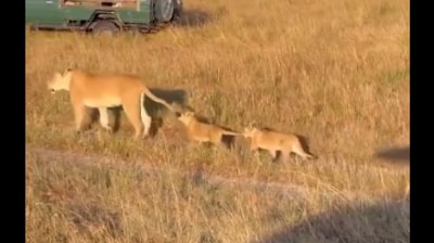 A viral video captured lion cubs mischievously tugging at their mother’s tail as they followed her through the wild. (X/@AMAZlNGNATURE)