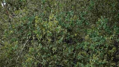 A optical illusion puzzled users as they struggled to spot a hidden leopard camouflaged in dense foliage. (Instagram/br4inteaserhub) A optical illusion puzzled users as they struggled to spot a hidden leopard camouflaged in dense foliage. (Instagram/br4inteaserhub)