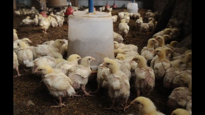 The consumption of chicken and eggs has fallen drastically and so have the prices of chicken at the farmer and end-consumer level (REPRESENTATIVE PHOTO) The consumption of chicken and eggs has fallen drastically and so have the prices of chicken at the farmer and end-consumer level (REPRESENTATIVE PHOTO)