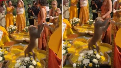 A wedding took an unexpected turn when a monkey sneaked in to steal sweets. (X/@gharkekalesh) A wedding took an unexpected turn when a monkey sneaked in to steal sweets. (X/@gharkekalesh)