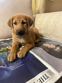 Aarya is dewormed, vaccinated and healthy to make a perfect pet for you. Aarya is dewormed, vaccinated and healthy to make a perfect pet for you.