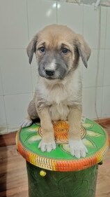 Donut is a one-month-old puppy who was rescued from the streets. Donut is a one-month-old puppy who was rescued from the streets.
