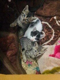 Joy, Bajrang and Ali were born on January 1 this year. Joy, Bajrang and Ali were born on January 1 this year.