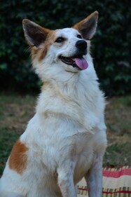 Mojo is a one-year-old rescued puppy looking for a home. Mojo is a one-year-old rescued puppy looking for a home.