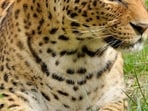Wildlife veterinarians are currently assessing its health. (Representational Image)