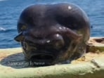 An "alien-like sea creature was discovered by a Russian fishermen An "alien-like sea creature was discovered by a Russian fishermen