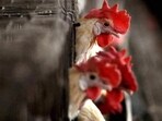 Bird flu: The virus generally occurs among wild aquatic birds and can infect domestic poultry, other birds, and animals.