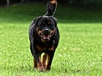 A Russian mother shielded her child from a Rottweiler attack, suffering severe injuries. 