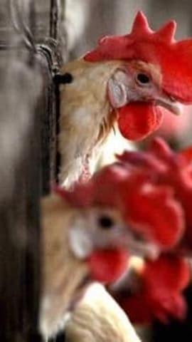 Bird flu: The virus generally occurs among wild aquatic birds and can infect domestic poultry, other birds, and animals. (PTI) Bird flu: The virus generally occurs among wild aquatic birds and can infect domestic poultry, other birds, and animals. (PTI)