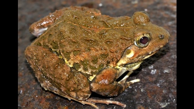 Minervarya Ghatiborealis stands out due to its large, robust body and distinct morphological features. (SOURCED) Minervarya Ghatiborealis stands out due to its large, robust body and distinct morphological features. (SOURCED)