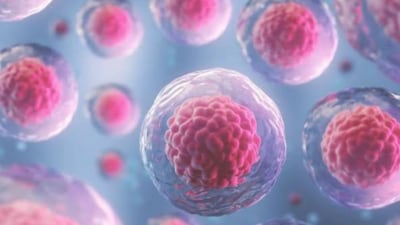 Stem cells Stem cells