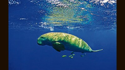 The Gulf of Mannar is home to many rare marine mammals, including dugongs. (Tamil Nadu forest department) The Gulf of Mannar is home to many rare marine mammals, including dugongs. (Tamil Nadu forest department)