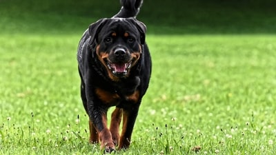 A Russian mother shielded her child from a Rottweiler attack, suffering severe injuries. (Representational image/Pixabay)