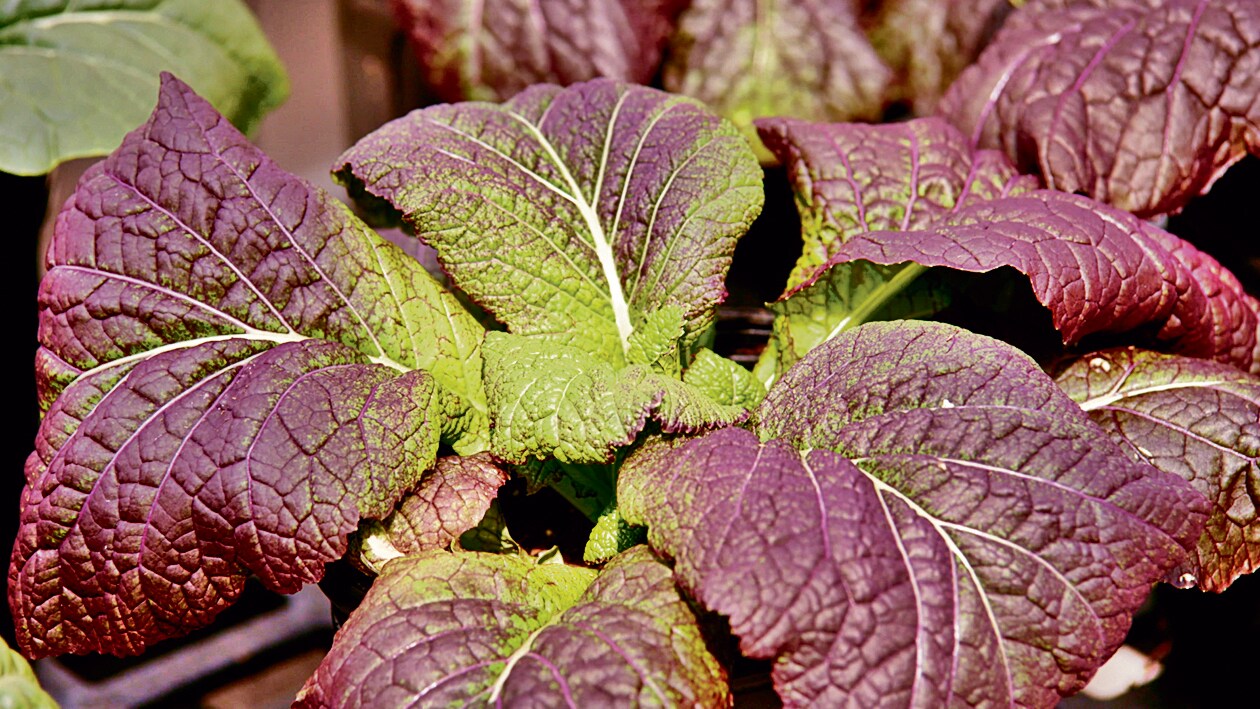The gene-edited, less-pungent mustard greens created by US-based agritech company Pairwise. The gene-edited, less-pungent mustard greens created by US-based agritech company Pairwise.