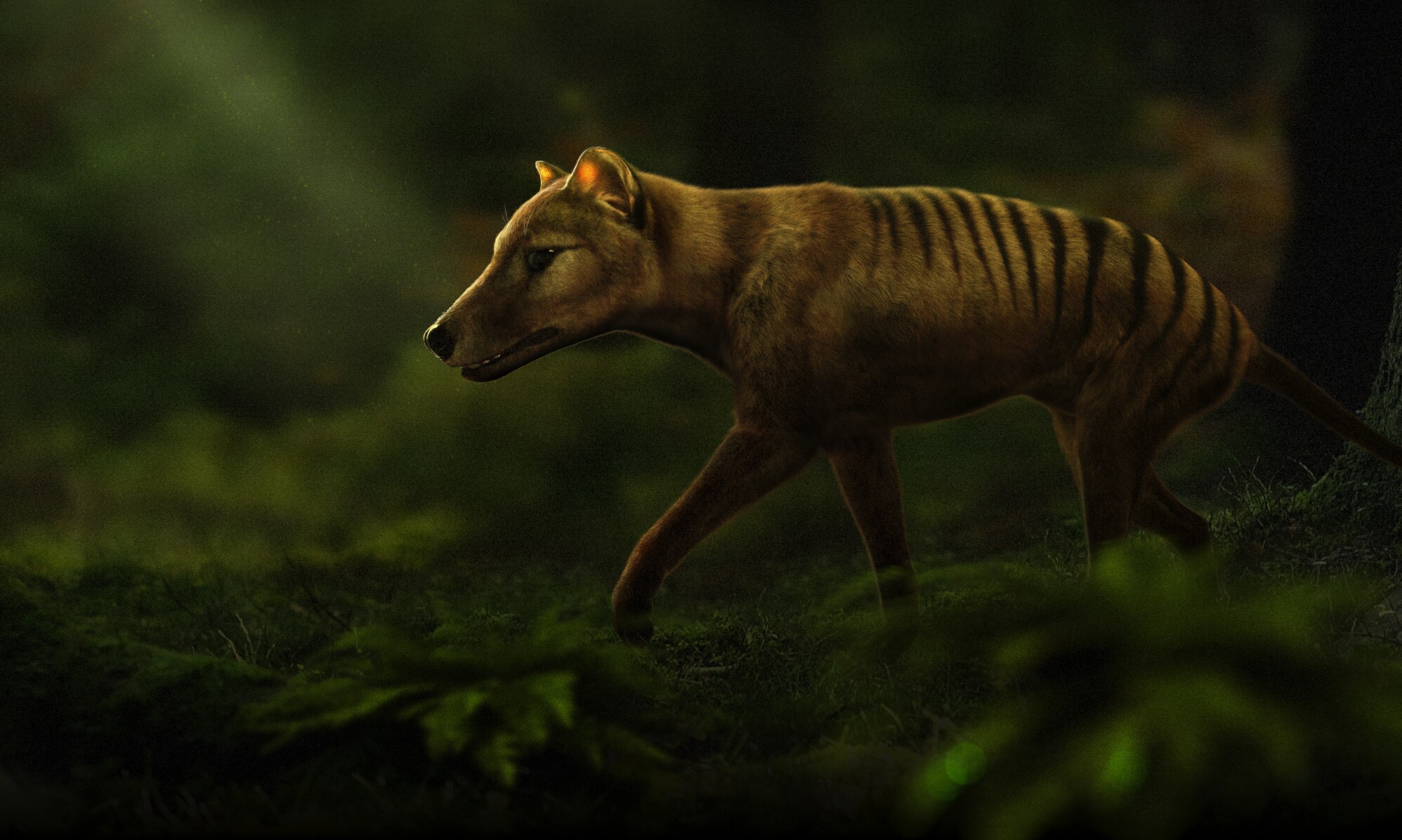 Researchers hope that the hybrid version of the thylacine or Tasmanian tiger could reclaim its spot as an apex predator and keystone species in Australia. (Photo courtesy Colossal Biosciences) Researchers hope that the hybrid version of the thylacine or Tasmanian tiger could reclaim its spot as an apex predator and keystone species in Australia. (Photo courtesy Colossal Biosciences)