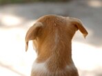 Dog owners might have good cognitive health in old age, as per a new study. (Freepik)