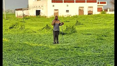A farmer standing in his mustard field damaged by the hail and rain in the Badhra area of Charkhi Dadri on Saturday. (Manoj Dhaka/HindustanTimes) A farmer standing in his mustard field damaged by the hail and rain in the Badhra area of Charkhi Dadri on Saturday. (Manoj Dhaka/HindustanTimes)